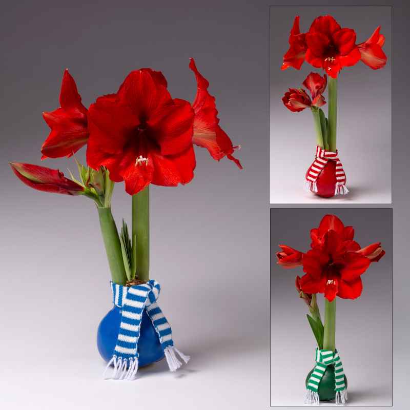 No-Water Waxed Amaryllis Bulb with Scarf - Set of 3